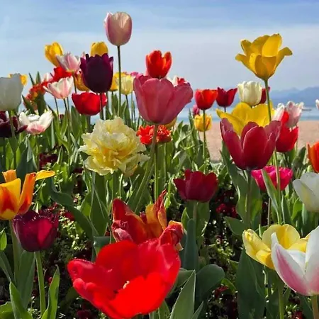 Dimora Gu -terrazza, Vista Lago, 100m Da Apartment *